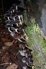 Coprinopsis lagopus