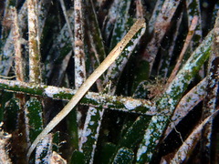 Syngnathus typhle