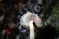 Coprinopsis lagopus