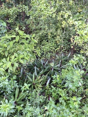 Tradescantia spathacea