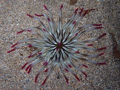 Condylactis aurantiaca