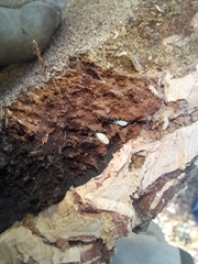 Kalotermes flavicollis