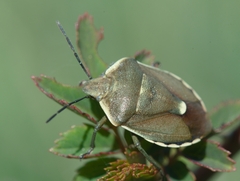 Chlorochroa pinicola