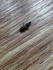 Euborellia annulipes