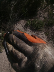 Ommatoiulus moreleti