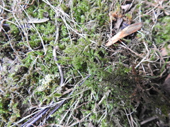 Rhynchostegium confertum