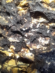 Kalotermes flavicollis