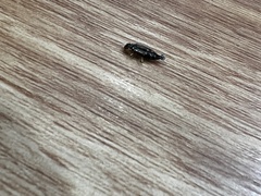 Euborellia annulipes