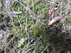 Rhynchostegium confertum