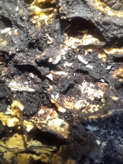 Kalotermes flavicollis