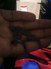 Pachydactylus geitje