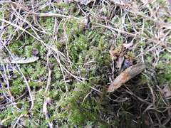 Rhynchostegium confertum