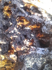 Kalotermes flavicollis