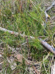 Hemicordulia australiae