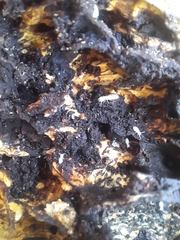 Kalotermes flavicollis