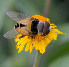 Palpada pusilla