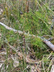 Hemicordulia australiae