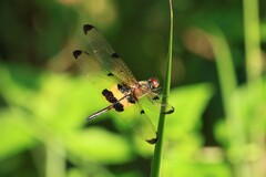 Rhyothemis phyllis