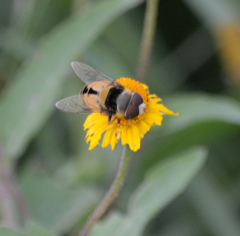 Palpada pusilla