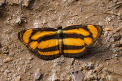 Pantoporia paraka