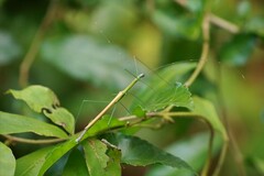 Paramarmessoidea