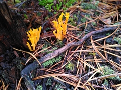 Calocera viscosa