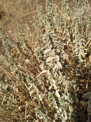 Mercurialis tomentosa