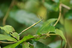 Paramarmessoidea