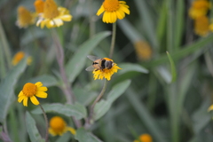 Palpada pusilla