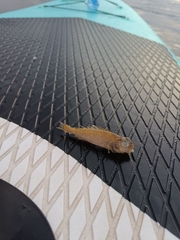 Gymnocephalus cernua