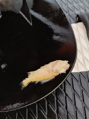 Gymnocephalus cernua