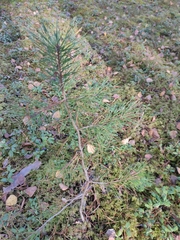 Pinus sylvestris