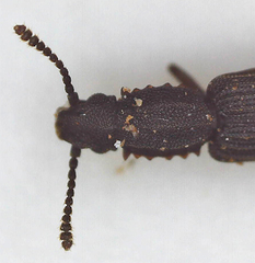 Oryzaephilus