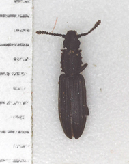 Oryzaephilus