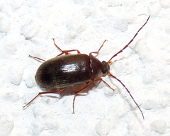 Hymenalia rufipes