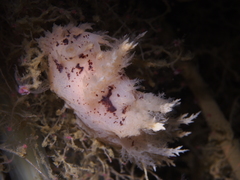 Dendronotus europaeus
