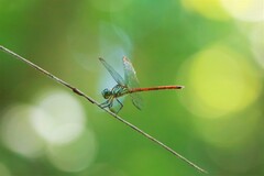Lathrecista asiatica