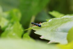 Neocollyris