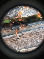 Crematogaster laeviuscula