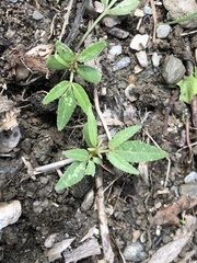 Zanthoxylum ailanthoides