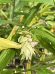 Zingiberaceae