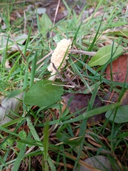 Didymium mucilago