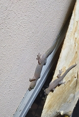 Oedura tryoni