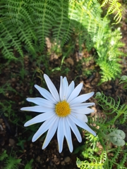 Dimorphotheca nudicaulis