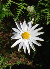 Dimorphotheca nudicaulis