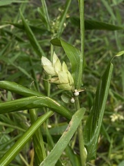 Zingiberaceae