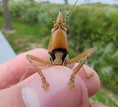 Belocephalus