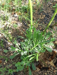 Dimorphotheca nudicaulis