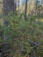 Juniperus communis