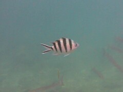 Abudefduf sexfasciatus